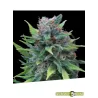 Llavor feminitzada Silver Surfer