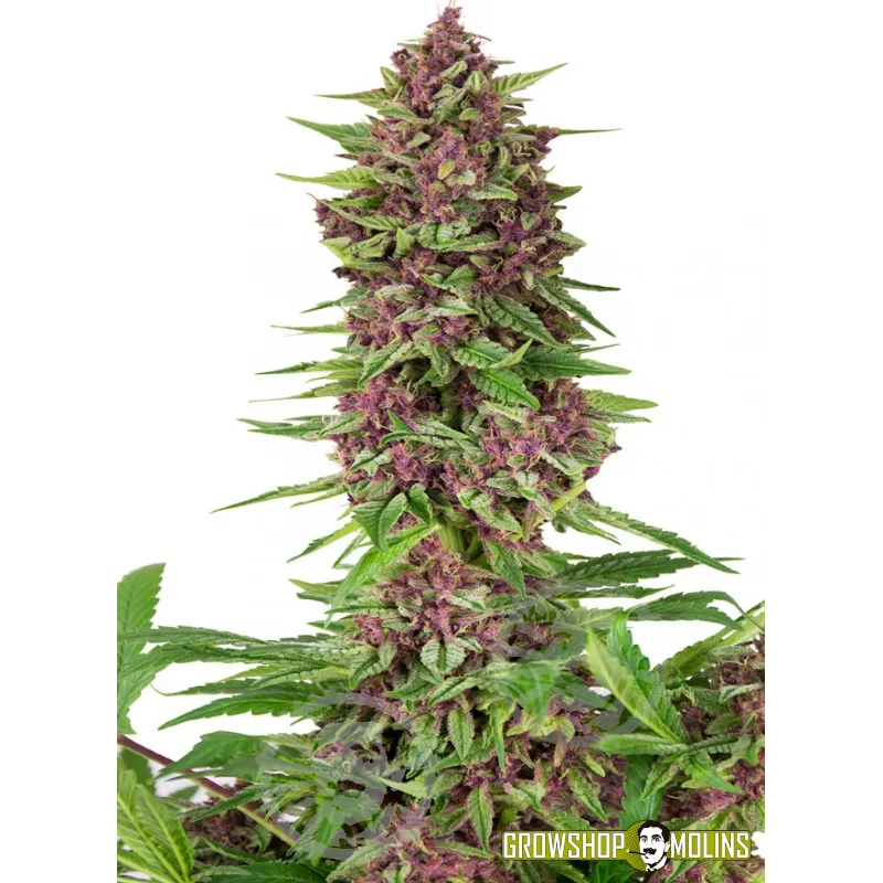 Llavors de marihuana Purple Kush