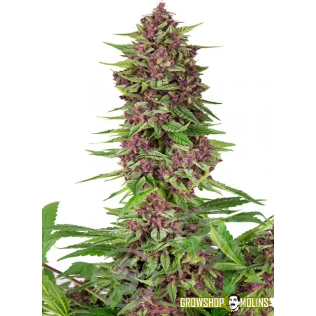 Llavors de marihuana Purple Kush