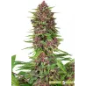 Llavors de marihuana Purple Kush