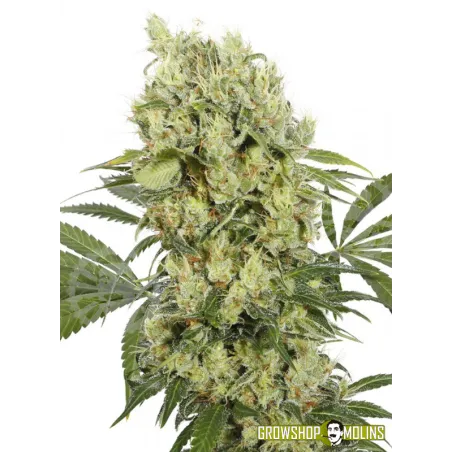 Llavors CBD Medikit