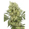 Llavors CBD Medikit