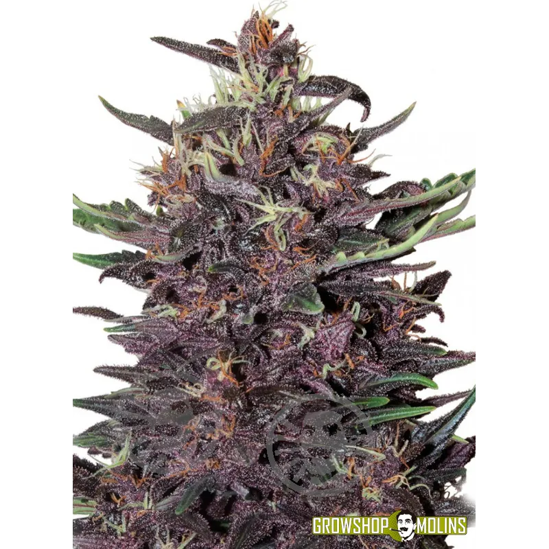 Semillas autoflorecientes Purple Kush Auto