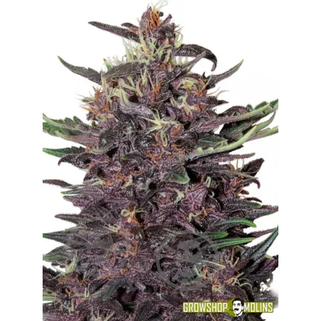 Semillas autoflorecientes Purple Kush Auto