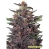 Semillas autoflorecientes Purple Kush Auto