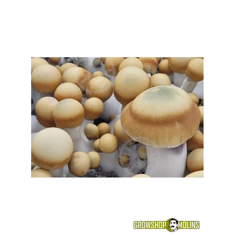kit de Cultiu de Bolets Bluey Vuitton - Grow Shop Molins