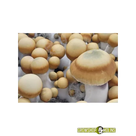 kit de Cultiu de Bolets Bluey Vuitton - Grow Shop Molins