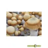 kit de Cultiu de Bolets Bluey Vuitton - Grow Shop Molins