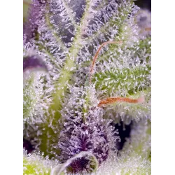 Llavors de Marihuana Monster Maker