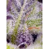 Llavors de Marihuana Monster Maker