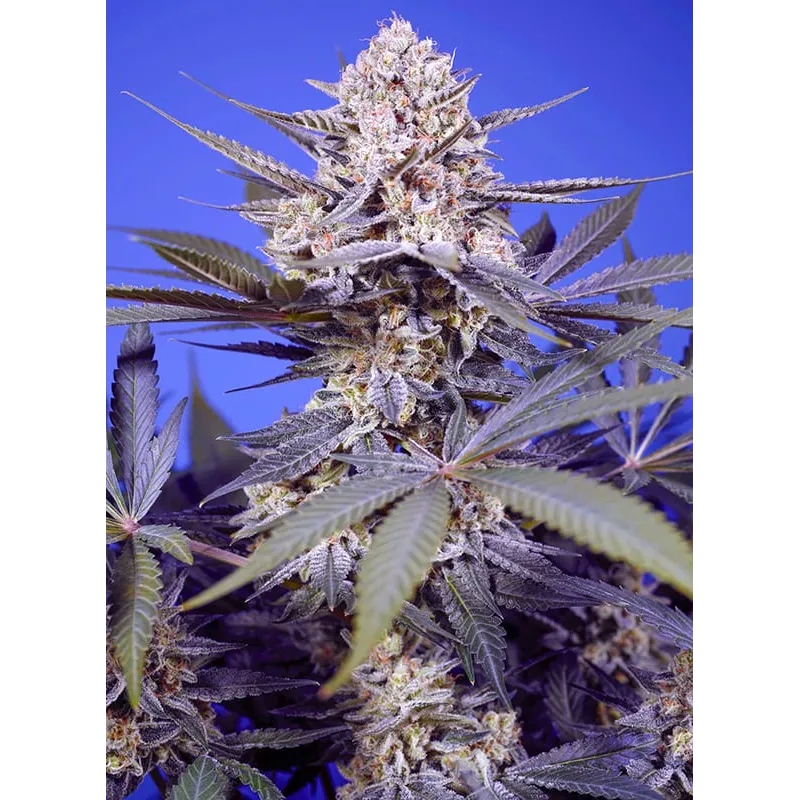 Semillas Autoflorecientes Pineapple Slush XL Auto
