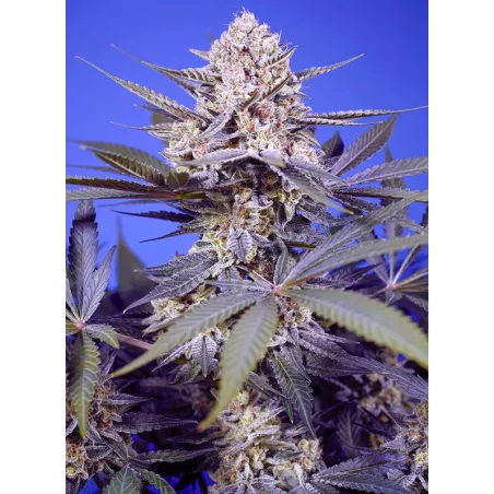 Semillas Autoflorecientes Pineapple Slush XL Auto