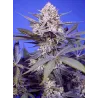 Semillas Autoflorecientes Pineapple Slush XL Auto