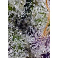 Semillas Autoflorecientes Pineapple Slush XL Auto