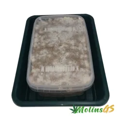 Kit Cultivo de Setas Básico