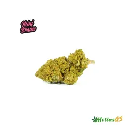Mini Brains CBD 25gr