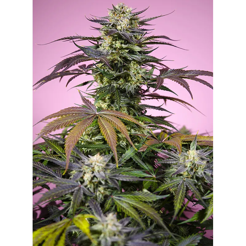 Llavors de marihuana Gelonade