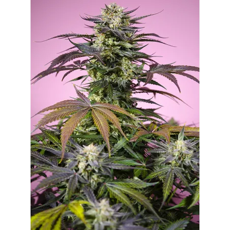 Llavors de marihuana Gelonade