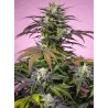 Llavors de marihuana Gelonade