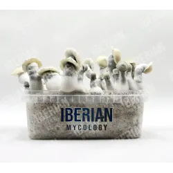 Bolets Màgics Albino Bluey Vuitton