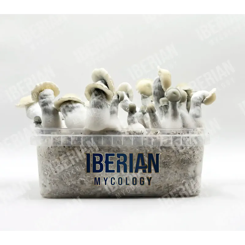 Setas Mágicas Albino Bluey Vuitton