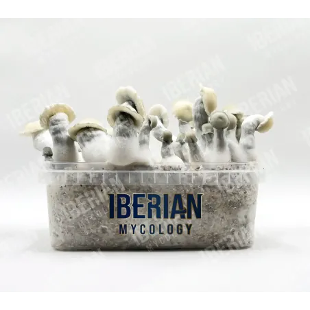 Setas Mágicas Albino Bluey Vuitton