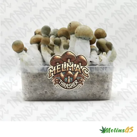 Pan de Setas Mágicas Melmac Thrasher